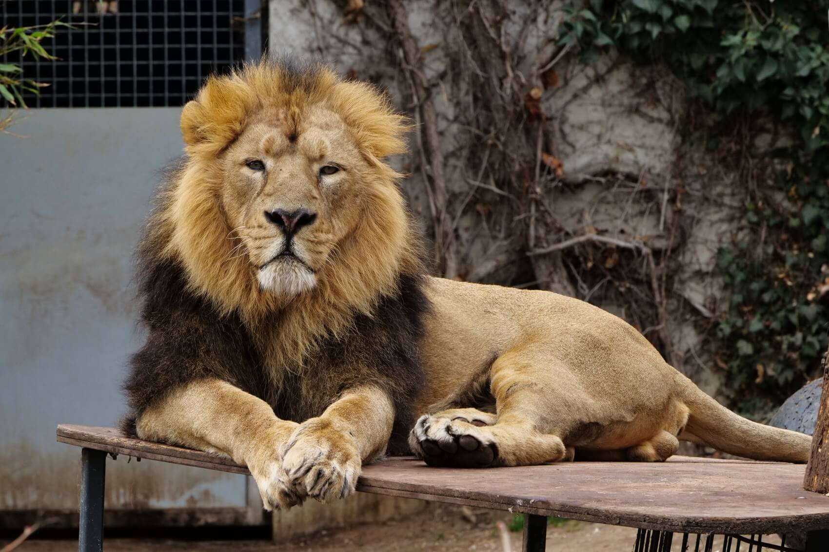 Lion at Potter Park Zoo near Lansing, MI
